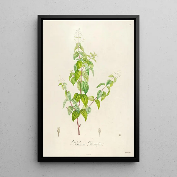 Description des plantes rares cultivées à Malmaison et à Navarre Pl26 - Pierre Joseph Redouté — quadro incorniciato alla parete
