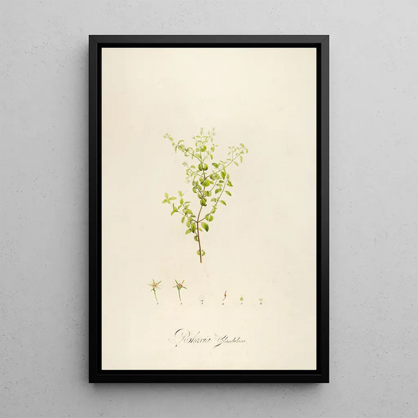 Description des plantes rares cultivées à Malmaison et à Navarre Pl27 - Pierre Joseph Redouté — quadro incorniciato alla parete