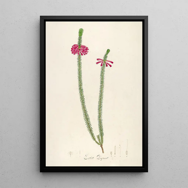 Description des plantes rares cultivées à Malmaison et à Navarre Pl28 - Pierre Joseph Redouté — quadro incorniciato alla parete