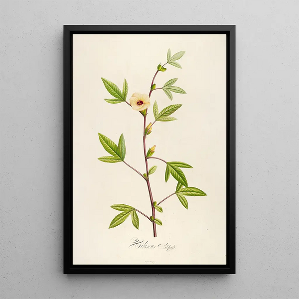 Description des plantes rares cultivées à Malmaison et à Navarre Pl29 - Pierre Joseph Redouté — quadro incorniciato alla parete
