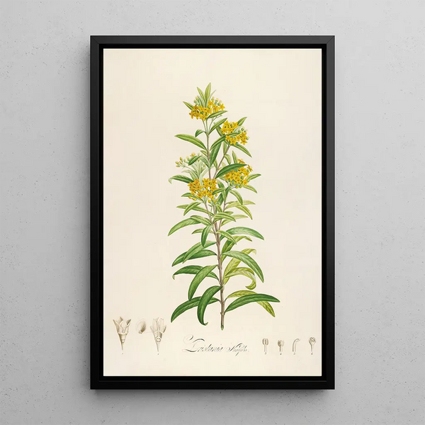 Description des plantes rares cultivées à Malmaison et à Navarre Pl30 - Pierre Joseph Redouté — quadro incorniciato alla parete