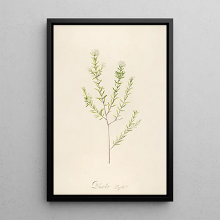 Pierre Joseph Redout - Description des plantes rares cultivees a Malmaison et a Navarre Pl31.webp