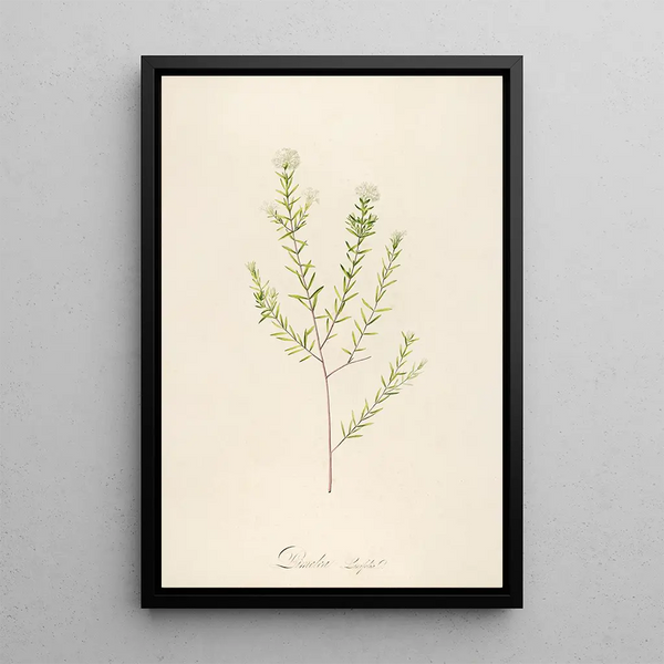 Description des plantes rares cultivées à Malmaison et à Navarre Pl31 - Pierre Joseph Redouté — quadro incorniciato alla parete