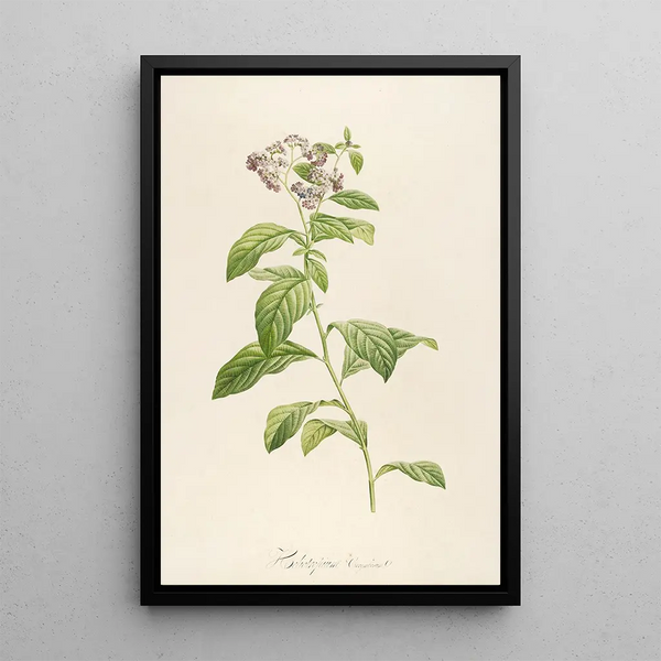 Description des plantes rares cultivées à Malmaison et à Navarre Pl32 - Pierre Joseph Redouté — quadro incorniciato alla parete