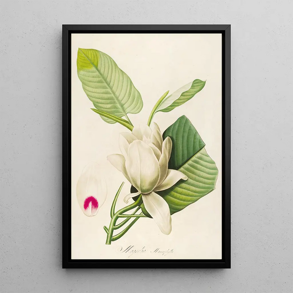 Description des plantes rares cultivées à Malmaison et à Navarre Pl33 - Pierre Joseph Redouté — quadro incorniciato alla parete