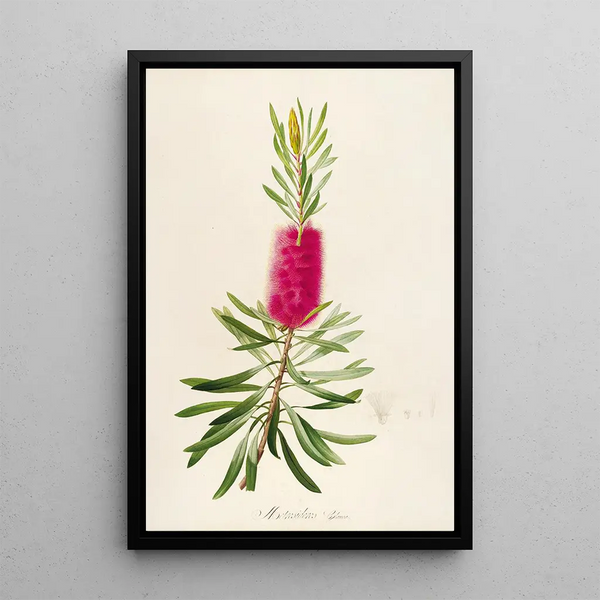 Description des plantes rares cultivées à Malmaison et à Navarre Pl34 - Pierre Joseph Redouté — quadro incorniciato alla parete