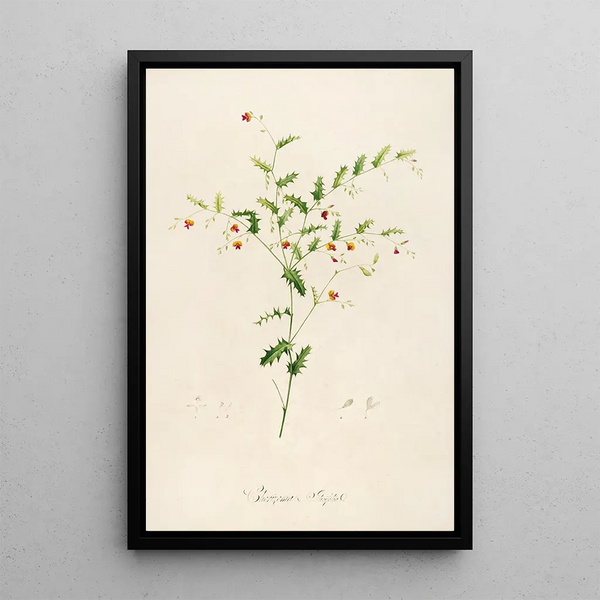 Description des plantes rares cultivées à Malmaison et à Navarre Pl35 - Pierre Joseph Redouté — quadro incorniciato alla parete