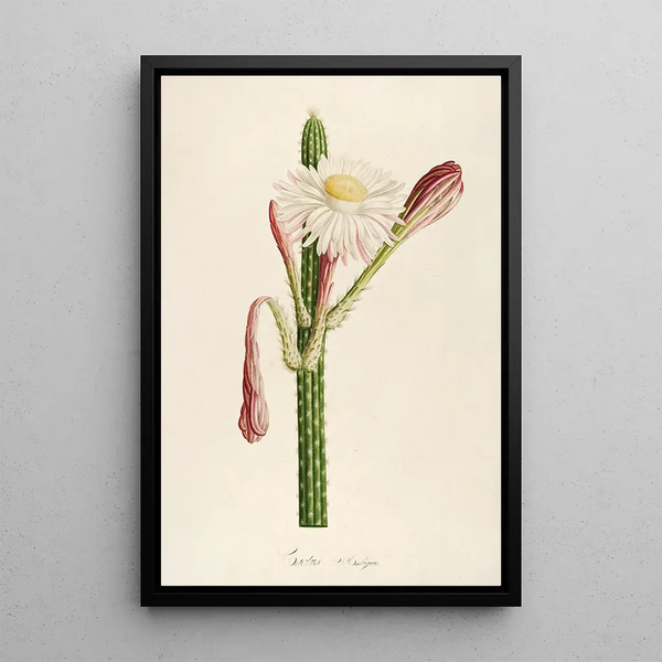 Description des plantes rares cultivées à Malmaison et à Navarre Pl36 - Pierre Joseph Redouté — quadro incorniciato alla parete