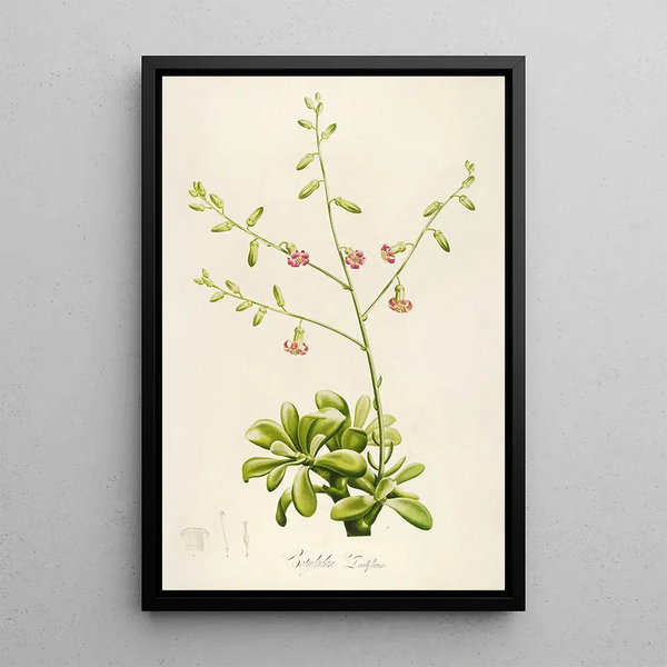 Description des plantes rares cultivées à Malmaison et à Navarre Pl37 - Pierre Joseph Redouté — quadro incorniciato alla parete