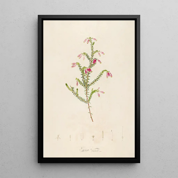 Description des plantes rares cultivées à Malmaison et à Navarre Pl38 - Pierre Joseph Redouté — quadro incorniciato alla parete