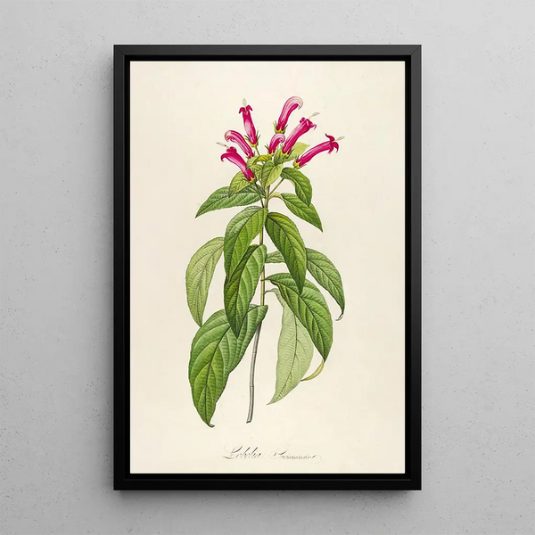 Description des plantes rares cultivées à Malmaison et à Navarre Pl39 - Pierre Joseph Redouté — quadro incorniciato alla parete