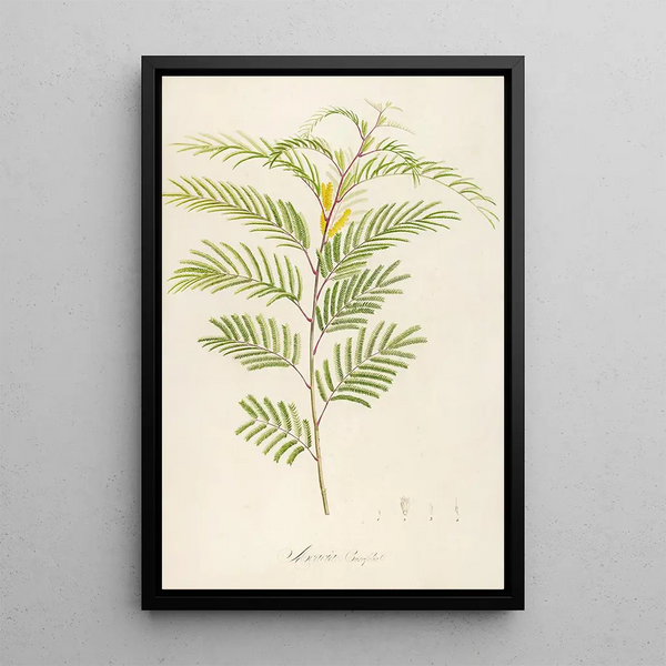 Description des plantes rares cultivées à Malmaison et à Navarre Pl40 - Pierre Joseph Redouté — quadro incorniciato alla parete