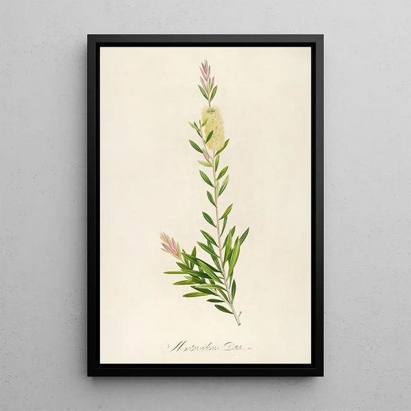 Description des plantes rares cultivées à Malmaison et à Navarre Pl41 - Pierre Joseph Redouté — quadro incorniciato alla parete