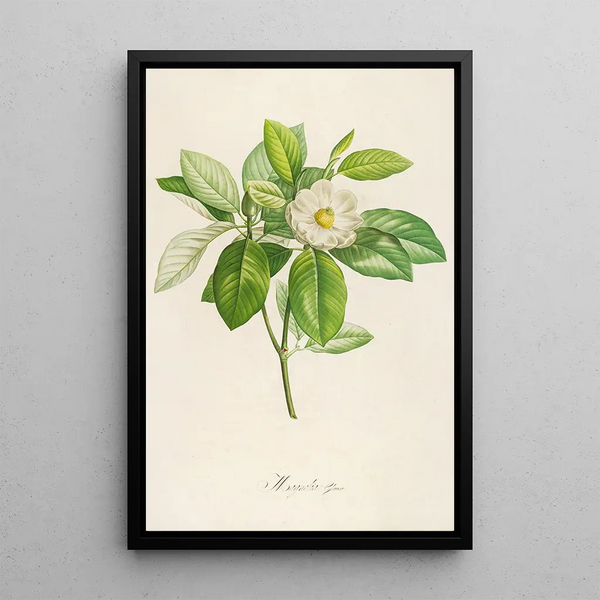 Description des plantes rares cultivées à Malmaison et à Navarre Pl42 - Pierre Joseph Redouté — quadro incorniciato alla parete