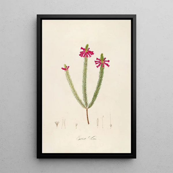 Description des plantes rares cultivées à Malmaison et à Navarre Pl43 - Pierre Joseph Redouté — quadro incorniciato alla parete