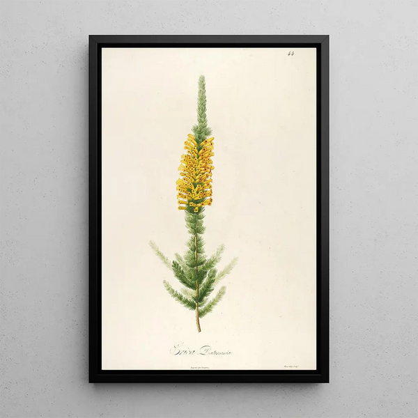 Description des plantes rares cultivées à Malmaison et à Navarre Pl44 - Pierre Joseph Redouté — quadro incorniciato alla parete