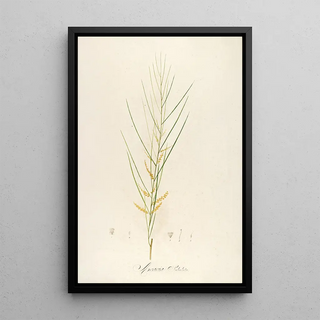 Pierre Joseph Redout - Description des plantes rares cultivees a Malmaison et a Navarre Pl45.webp