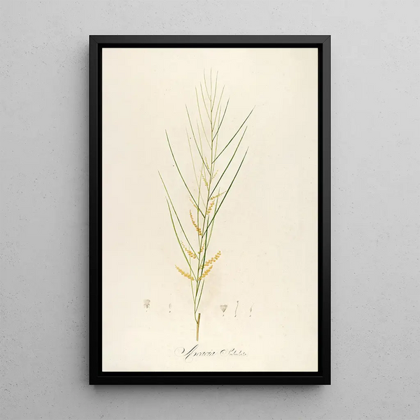 Description des plantes rares cultivées à Malmaison et à Navarre Pl45 - Pierre Joseph Redouté — quadro incorniciato alla parete