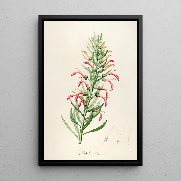 Description des plantes rares cultivées à Malmaison et à Navarre Pl46 - Pierre Joseph Redouté — quadro incorniciato alla parete