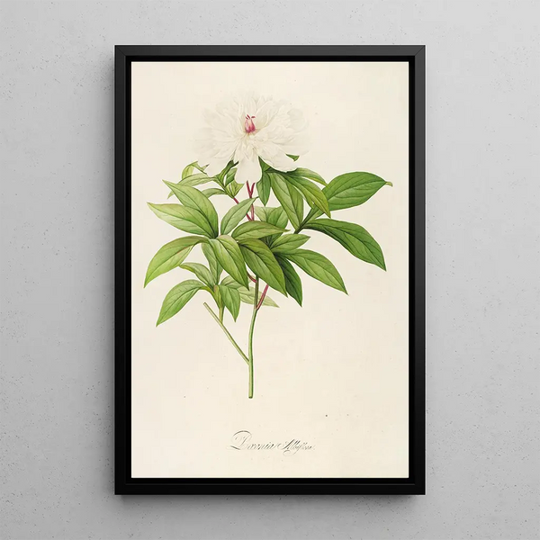 Description des plantes rares cultivées à Malmaison et à Navarre Pl47 - Pierre Joseph Redouté — quadro incorniciato alla parete