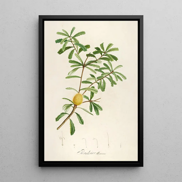 Description des plantes rares cultivées à Malmaison et à Navarre Pl48 - Pierre Joseph Redouté — quadro incorniciato alla parete