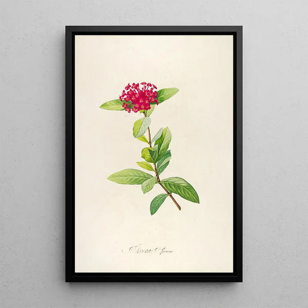 Description des plantes rares cultivées à Malmaison et à Navarre Pl49 - Pierre Joseph Redouté — quadro incorniciato alla parete
