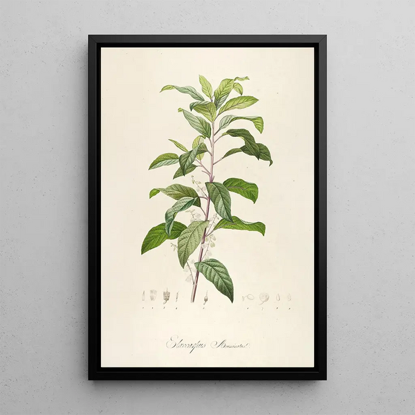 Description des plantes rares cultivées à Malmaison et à Navarre Pl50 - Pierre Joseph Redouté — quadro incorniciato alla parete