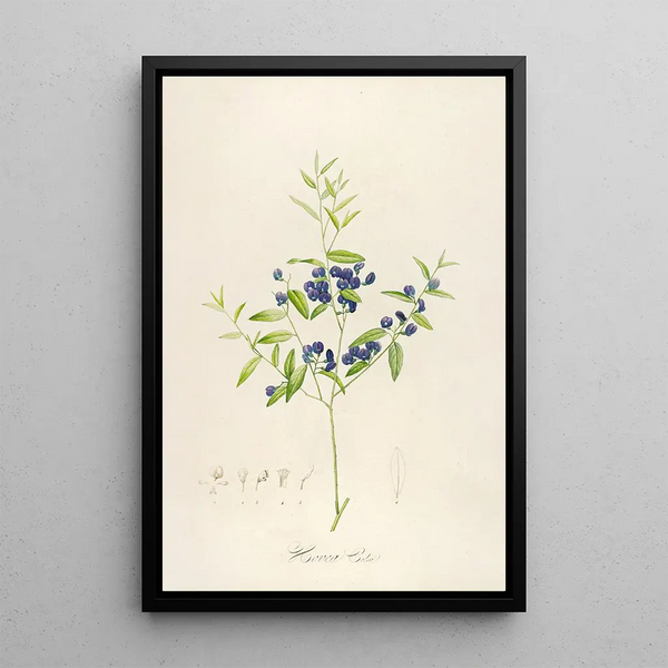 Description des plantes rares cultivées à Malmaison et à Navarre Pl51 - Pierre Joseph Redouté — quadro incorniciato alla parete