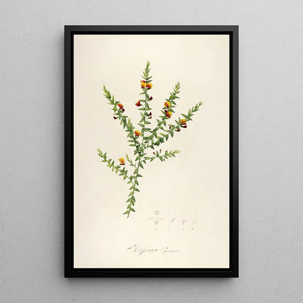 Description des plantes rares cultivées à Malmaison et à Navarre Pl52 - Pierre Joseph Redouté — quadro incorniciato alla parete