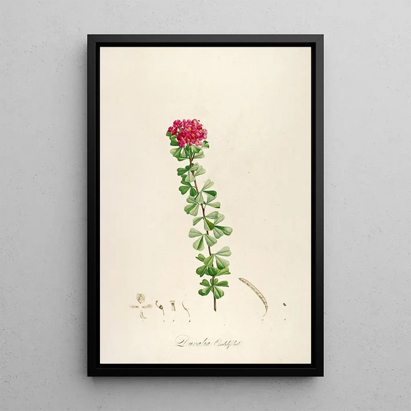 Description des plantes rares cultivées à Malmaison et à Navarre Pl53 - Pierre Joseph Redouté — quadro incorniciato alla parete