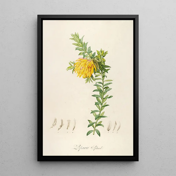 Description des plantes rares cultivées à Malmaison et à Navarre Pl54 - Pierre Joseph Redouté — quadro incorniciato alla parete