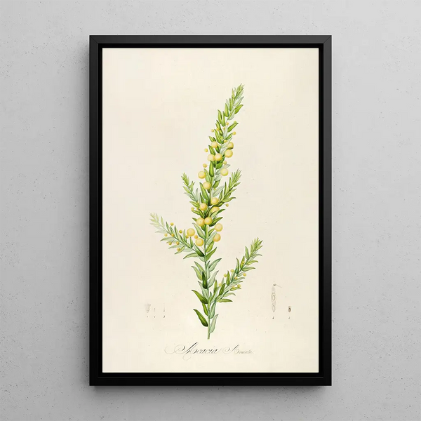 Description des plantes rares cultivées à Malmaison et à Navarre Pl55 - Pierre Joseph Redouté — quadro incorniciato alla parete