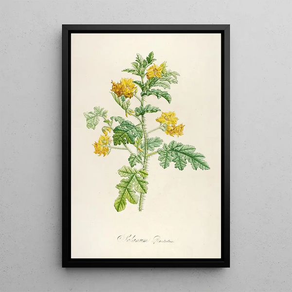 Description des plantes rares cultivées à Malmaison et à Navarre Pl56 - Pierre Joseph Redouté — quadro incorniciato alla parete