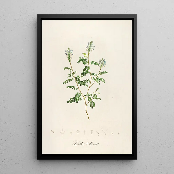 Description des plantes rares cultivées à Malmaison et à Navarre Pl57 - Pierre Joseph Redouté — quadro incorniciato alla parete