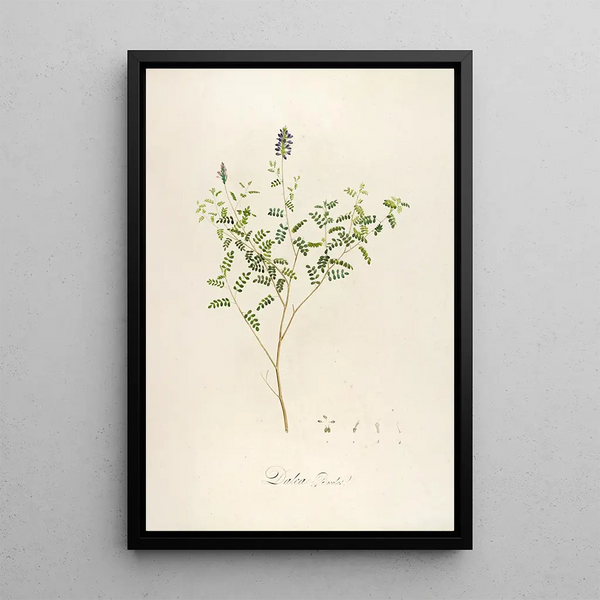 Description des plantes rares cultivées à Malmaison et à Navarre Pl58 - Pierre Joseph Redouté — quadro incorniciato alla parete