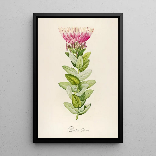 Description des plantes rares cultivées à Malmaison et à Navarre Pl59 - Pierre Joseph Redouté — quadro incorniciato alla parete