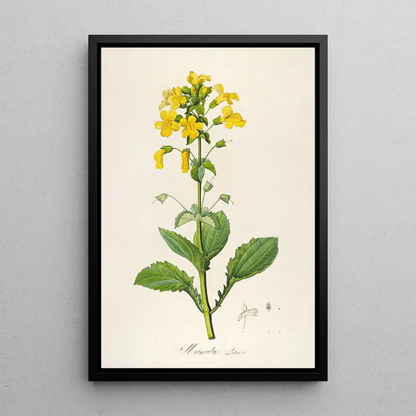 Description des plantes rares cultivées à Malmaison et à Navarre Pl60 - Pierre Joseph Redouté — quadro incorniciato alla parete