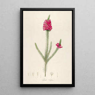 Pierre Joseph Redout - Description des plantes rares cultivees a Malmaison et a Navarre Pl61.webp