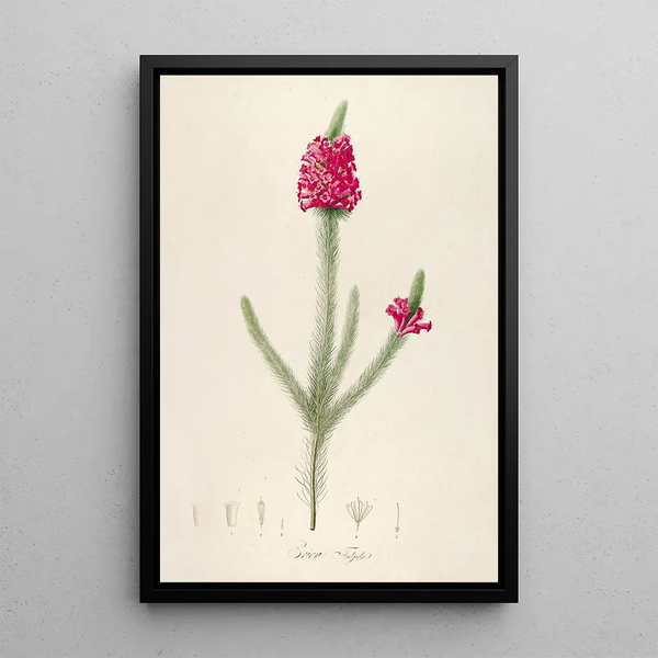 Description des plantes rares cultivées à Malmaison et à Navarre Pl61 - Pierre Joseph Redouté — quadro incorniciato alla parete