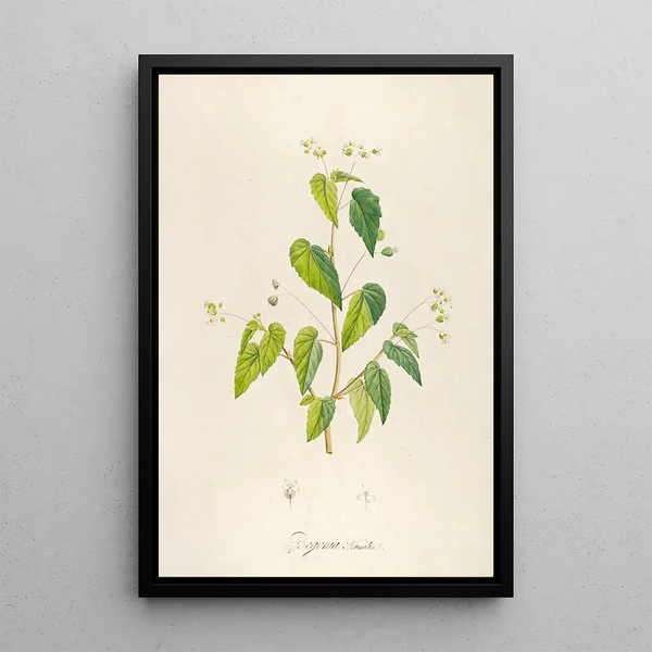 Description des plantes rares cultivées à Malmaison et à Navarre Pl62 - Pierre Joseph Redouté — quadro incorniciato alla parete