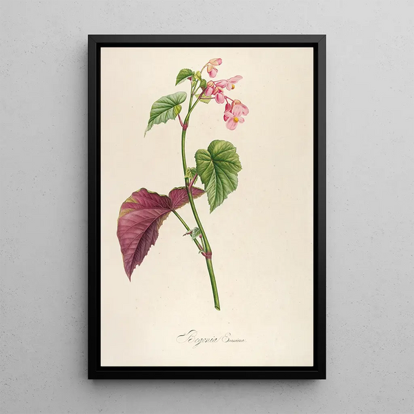 Description des plantes rares cultivées à Malmaison et à Navarre Pl63 - Pierre Joseph Redouté — quadro incorniciato alla parete