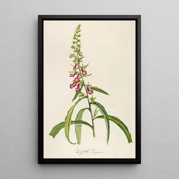 Description des plantes rares cultivées à Malmaison et à Navarre Pl64 - Pierre Joseph Redouté — quadro incorniciato alla parete