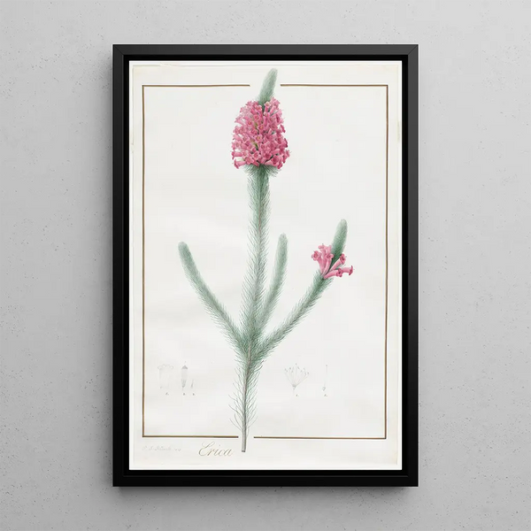 Erica fulgida - Pierre Joseph Redouté — quadro incorniciato alla parete