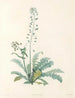La botanica di J. J. Rousseau Pl 13 - Pierre-Joseph Redouté — vista dell’opera