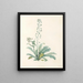 La botanica di J. J. Rousseau Pl 13 - Pierre-Joseph Redouté — quadro incorniciato alla parete