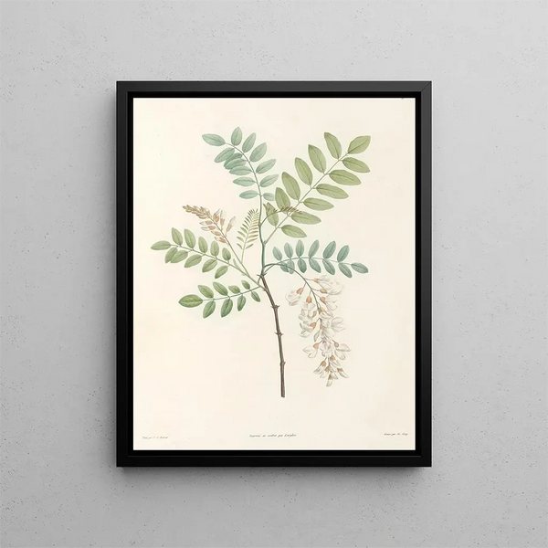 Pierre Joseph Redout - La botanique de J J Rousseau Pl 18.webp