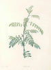 La botanica di J. J. Rousseau Pl 19 - Pierre-Joseph Redouté — vista dell’opera