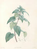 La botanica di J. J. Rousseau Pl 21 - Pierre-Joseph Redouté — vista dell’opera