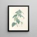 La botanica di J. J. Rousseau Pl 21 - Pierre-Joseph Redouté — quadro incorniciato alla parete