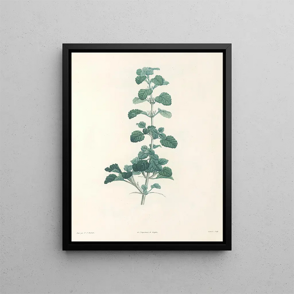 Pierre Joseph Redout - La botanique de J J Rousseau Pl 23.webp